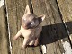 Bing & Grondahl
Siamese Cat # 2308
* 1000 DKK
